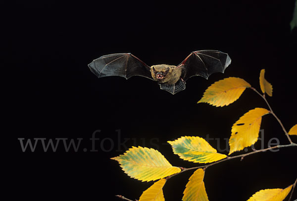 Rauhhautfledermaus (Pipistrellus nathusii)