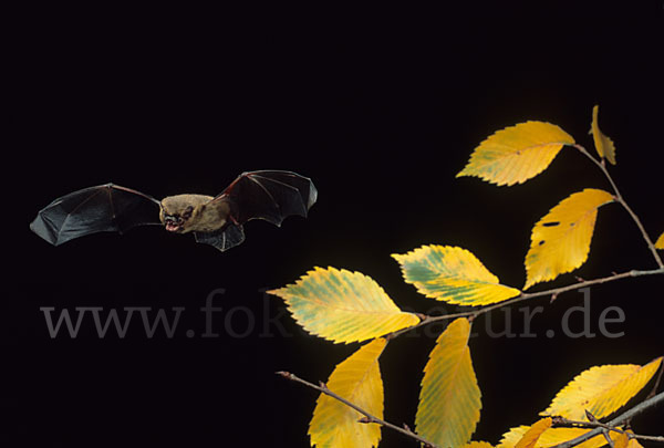 Rauhhautfledermaus (Pipistrellus nathusii)