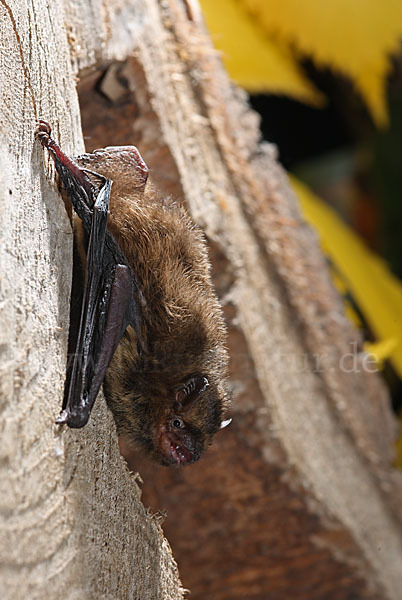 Rauhhautfledermaus (Pipistrellus nathusii)