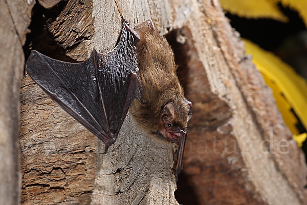 Rauhhautfledermaus (Pipistrellus nathusii)