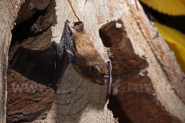 Rauhhautfledermaus (Pipistrellus nathusii)