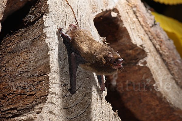 Rauhhautfledermaus (Pipistrellus nathusii)