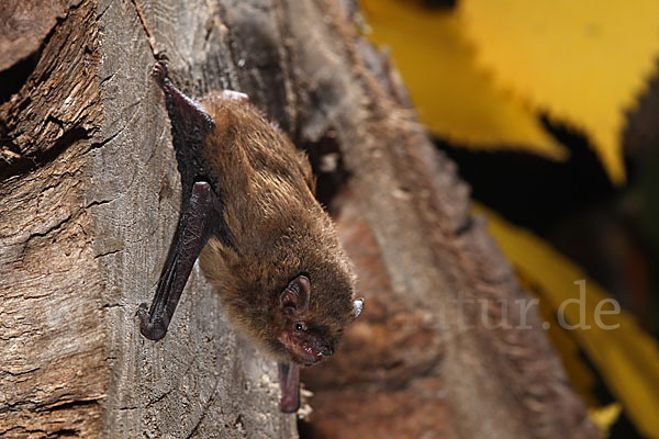 Rauhhautfledermaus (Pipistrellus nathusii)