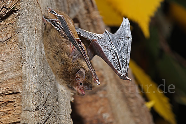 Rauhhautfledermaus (Pipistrellus nathusii)