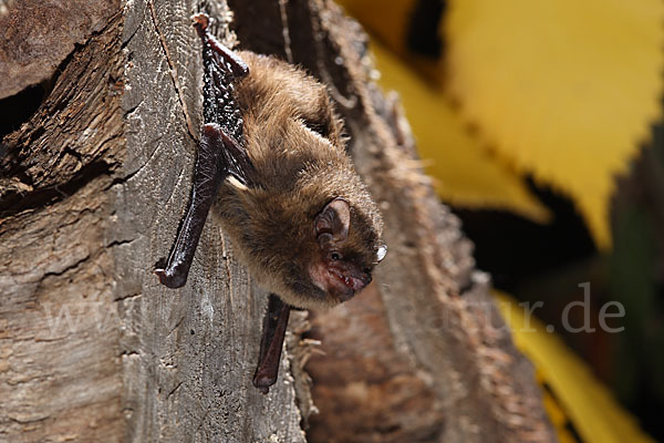 Rauhhautfledermaus (Pipistrellus nathusii)