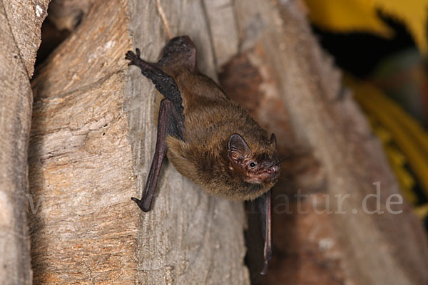 Rauhhautfledermaus (Pipistrellus nathusii)