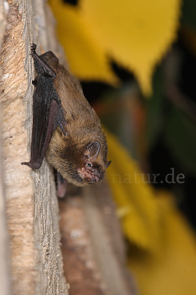 Rauhhautfledermaus (Pipistrellus nathusii)