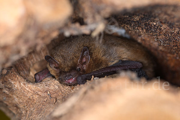 Rauhhautfledermaus (Pipistrellus nathusii)