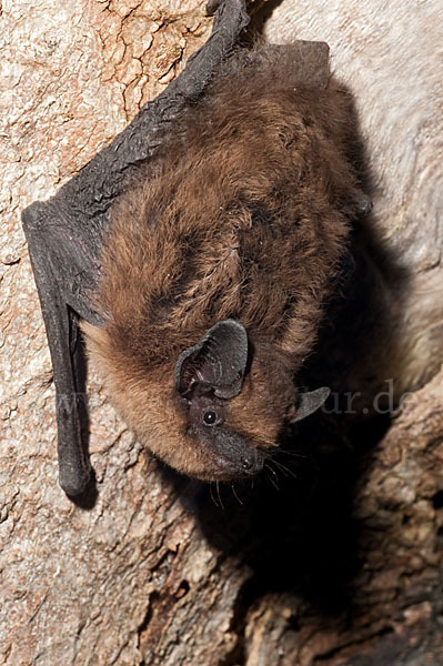 Rauhhautfledermaus (Pipistrellus nathusii)