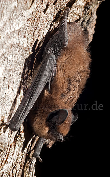 Rauhhautfledermaus (Pipistrellus nathusii)