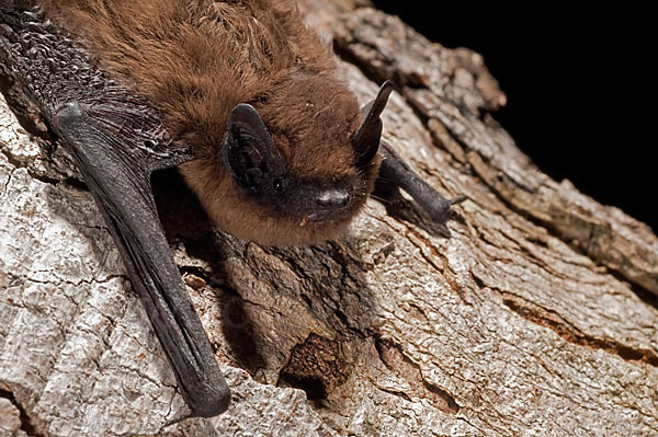 Rauhhautfledermaus (Pipistrellus nathusii)