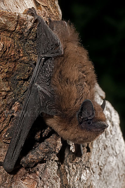 Rauhhautfledermaus (Pipistrellus nathusii)