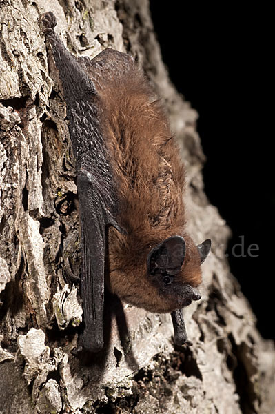 Rauhhautfledermaus (Pipistrellus nathusii)