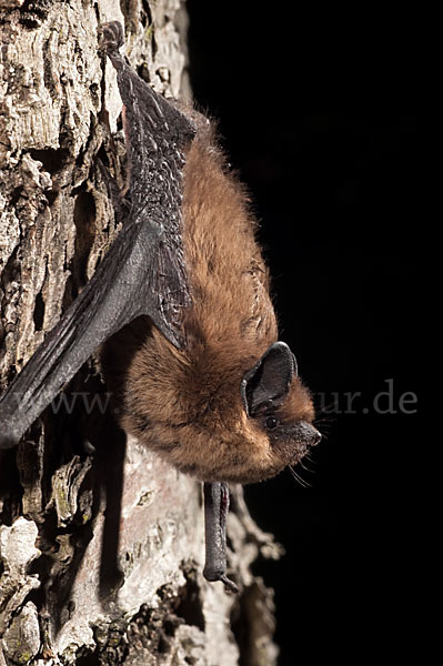 Rauhhautfledermaus (Pipistrellus nathusii)