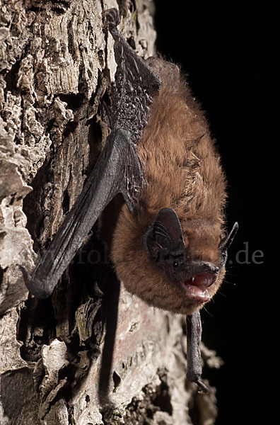 Rauhhautfledermaus (Pipistrellus nathusii)