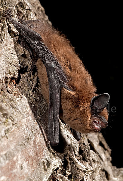 Rauhhautfledermaus (Pipistrellus nathusii)