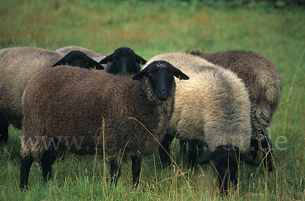 Rauhwolliges Pommersches Landschaf (Ovis gmelini aries sspec.2)