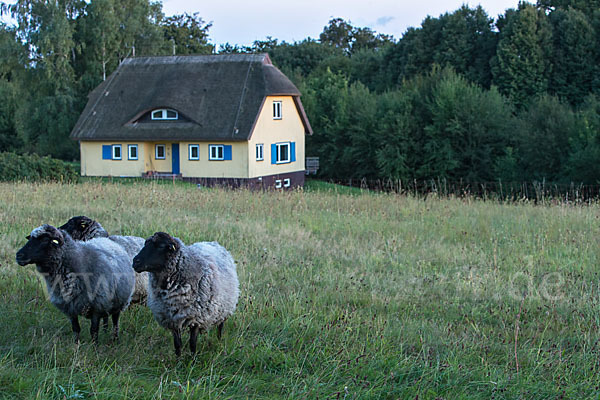 Rauhwolliges Pommersches Landschaf (Ovis gmelini aries sspec.2)