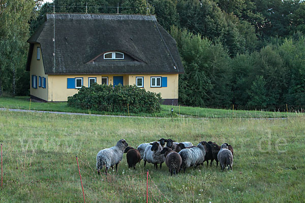 Rauhwolliges Pommersches Landschaf (Ovis gmelini aries sspec.2)