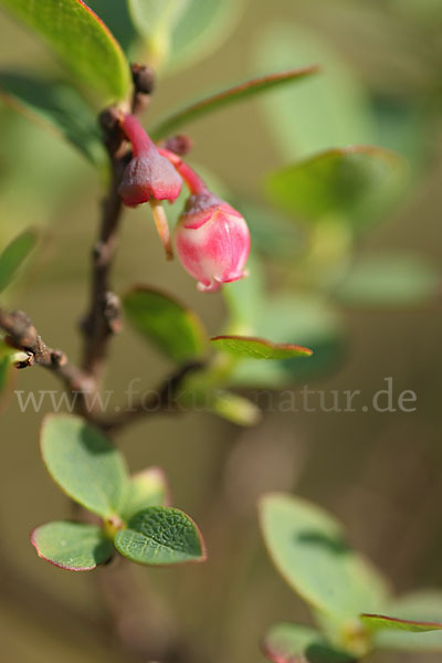 Rauschbeere (Vaccinium uliginosum)