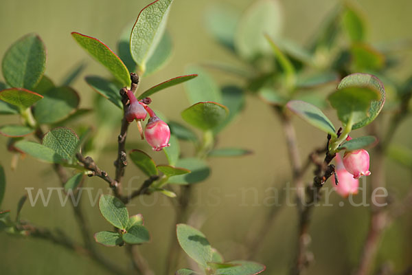 Rauschbeere (Vaccinium uliginosum)