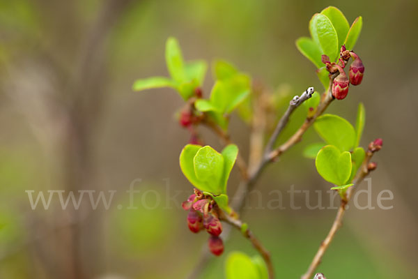 Rauschbeere (Vaccinium uliginosum)