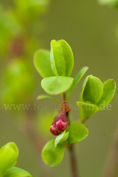 Rauschbeere (Vaccinium uliginosum)