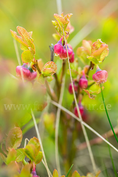 Rauschbeere (Vaccinium uliginosum)