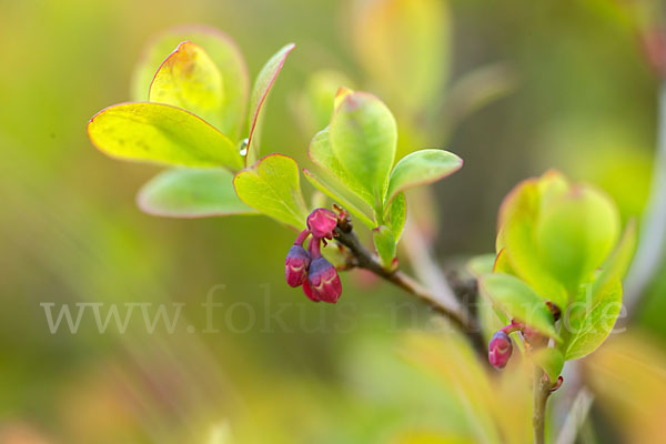 Rauschbeere (Vaccinium uliginosum)