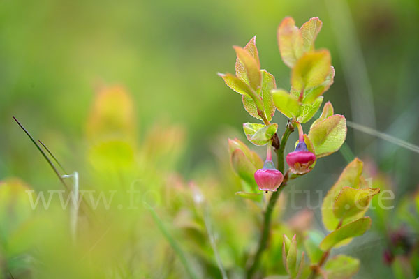 Rauschbeere (Vaccinium uliginosum)