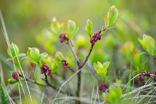 Rauschbeere (Vaccinium uliginosum)