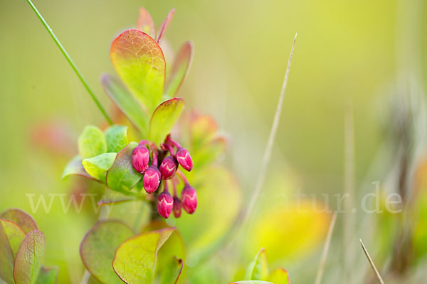 Rauschbeere (Vaccinium uliginosum)