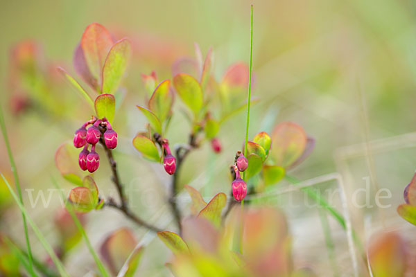 Rauschbeere (Vaccinium uliginosum)