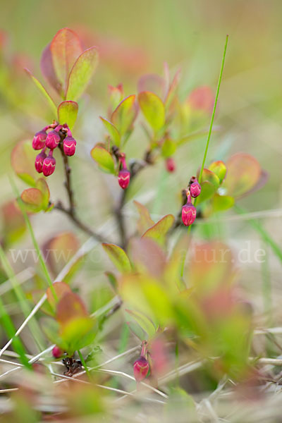 Rauschbeere (Vaccinium uliginosum)