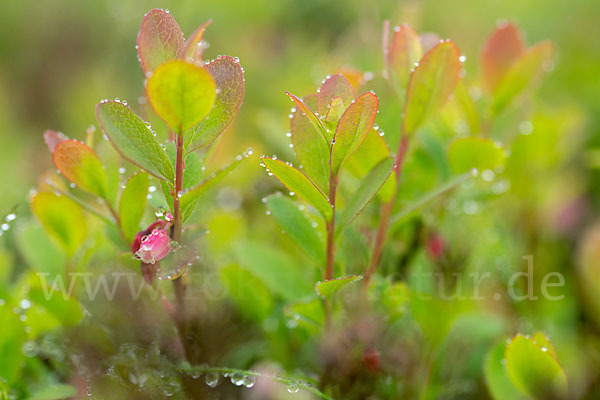 Rauschbeere (Vaccinium uliginosum)