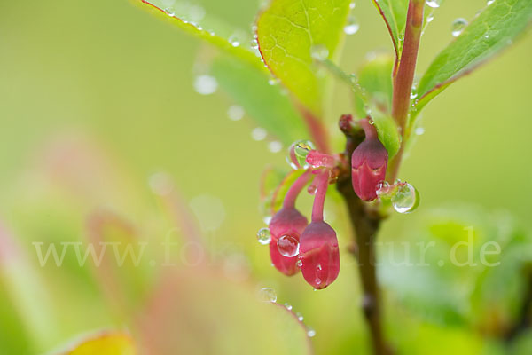 Rauschbeere (Vaccinium uliginosum)