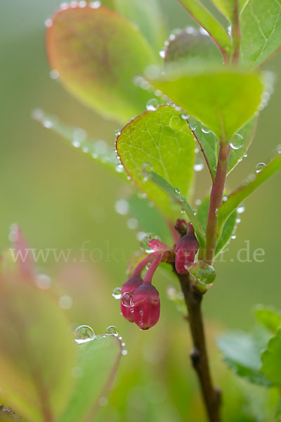 Rauschbeere (Vaccinium uliginosum)