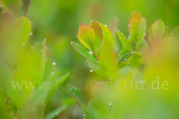 Rauschbeere (Vaccinium uliginosum)