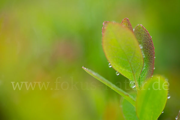 Rauschbeere (Vaccinium uliginosum)