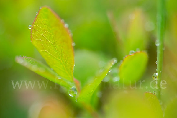 Rauschbeere (Vaccinium uliginosum)