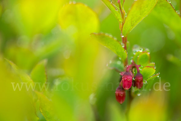 Rauschbeere (Vaccinium uliginosum)