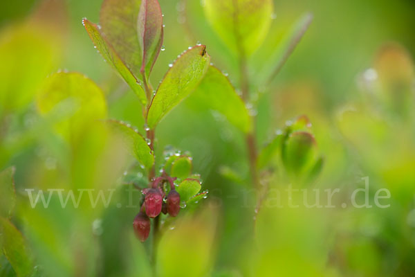 Rauschbeere (Vaccinium uliginosum)