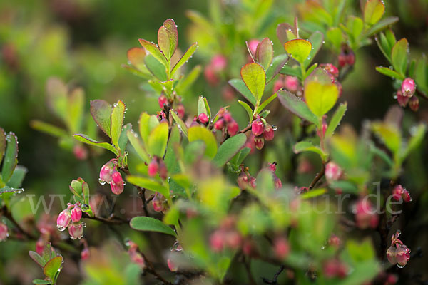 Rauschbeere (Vaccinium uliginosum)