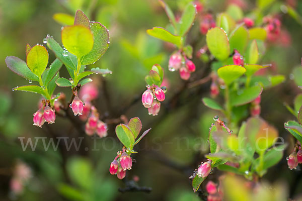 Rauschbeere (Vaccinium uliginosum)