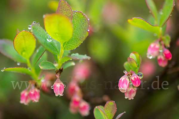 Rauschbeere (Vaccinium uliginosum)