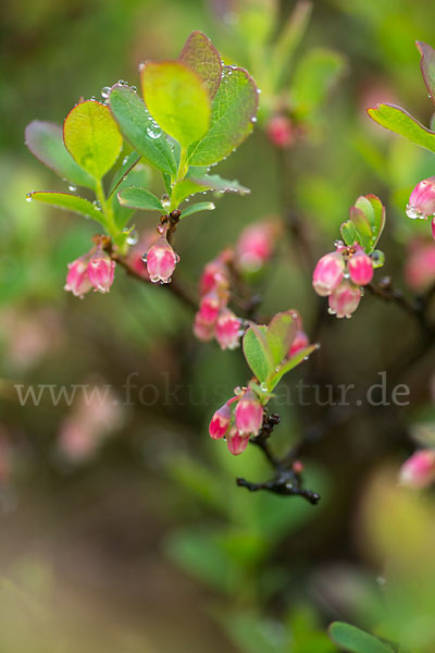 Rauschbeere (Vaccinium uliginosum)