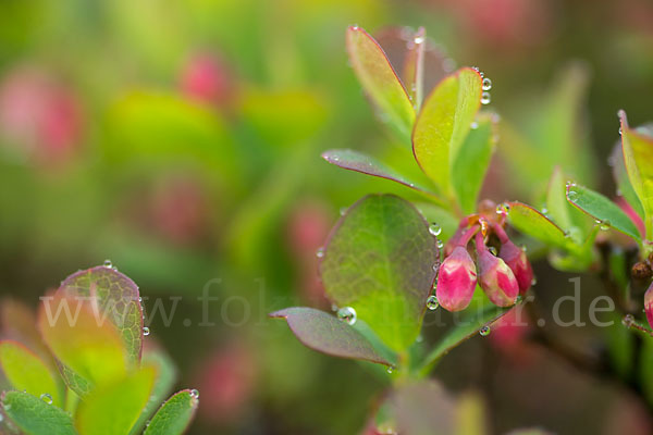 Rauschbeere (Vaccinium uliginosum)