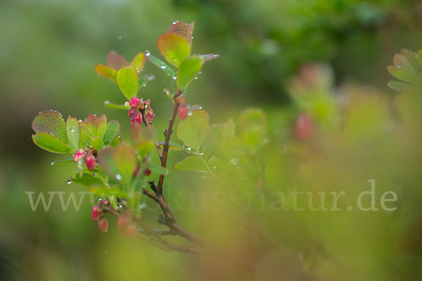 Rauschbeere (Vaccinium uliginosum)