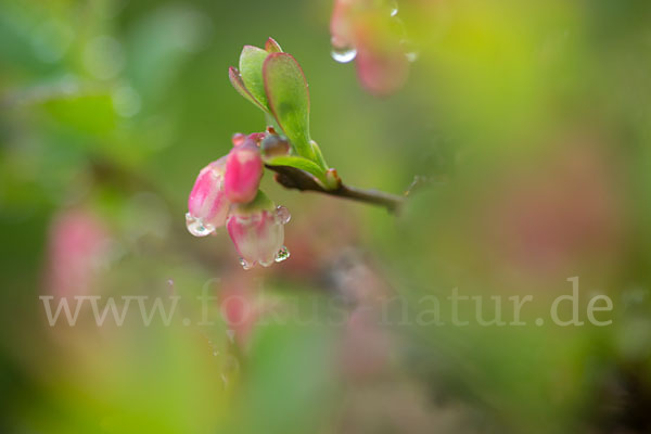 Rauschbeere (Vaccinium uliginosum)