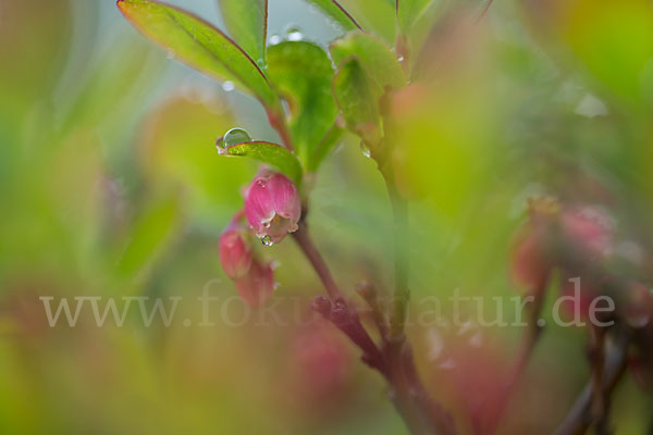 Rauschbeere (Vaccinium uliginosum)